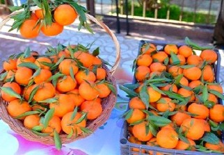 Clémentines. - Réveil d'algérie