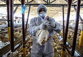 Grippe aviaire. - Réveil d'algérie
