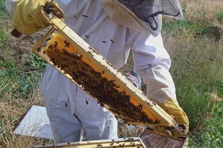 Foire de l’abeille et des produits de la ruche à Beni Douala (W. de Tizi-Ouzou), à partir de demain. - Réveil d'algérie