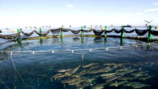 67 demandes d’investissement dans l’aquaculture ont été enregistrées au cours des deux dernières années par la (DPA) de la wilaya d’Ain Defla. - Réveil d'algérie