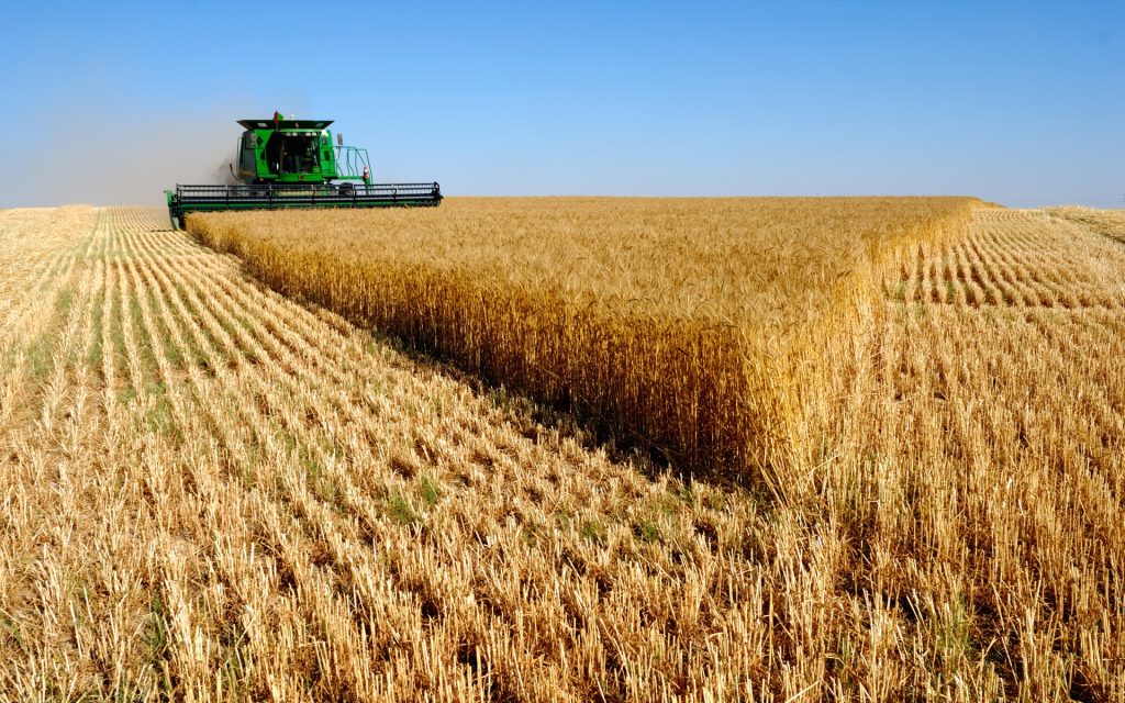 Importations de blé russe : Plus 1,3 million de tonnes en 2022. - Réveil d'algérie