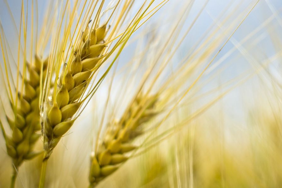 Président de la CNA: Augmenter la production du blé à 30 qx/hectare, un objectif réalisable - Réveil d'algérie