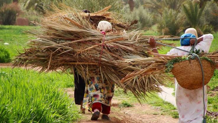 Impératif appui à l’intégration de la femme rurale à l’économie nationale. - Réveil d'algérie