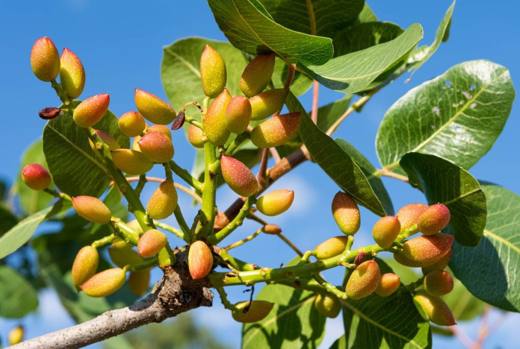 24.000 plants d’amandiers et de pistachiers distribués aux agriculteurs d’Oum el Bouaghi. - Réveil d'algérie