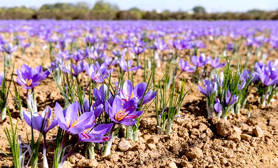 Production de safran à Béjaïa. - Réveil d'algérie