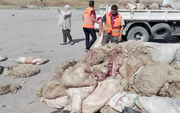 Valorisation des filières des textiles et des cuirs : Préparer la collecte des peaux des sacrifices de l’Aïd El-Adha 2023. - Réveil d'algérie