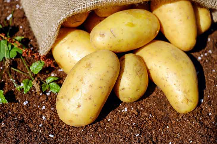Production prévisionnelle de 5 millions de quintaux de pomme de terre saisonnière à El-Oued. - Réveil d'algérie
