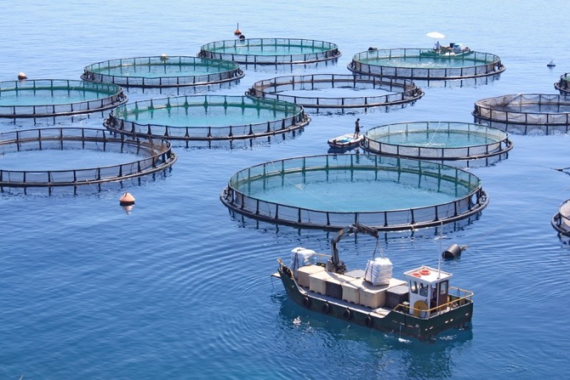 Aquaculture : 18 projets privés à Tlemcen - Réveil d'algérie