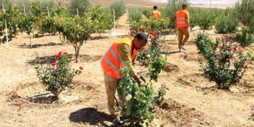 Journée internationale des forêts : 100.000 arbres seront plantés à travers le pays - Réveil d'algérie