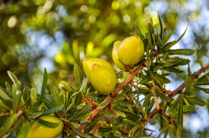 Culture de l’arganier à Béchar : Lancement de la plantation. - Réveil d'algérie