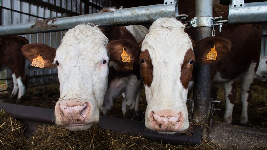 Pour faire baisser le prix de la viande : 10.000 têtes bovines seront importées. - Réveil d'algérie