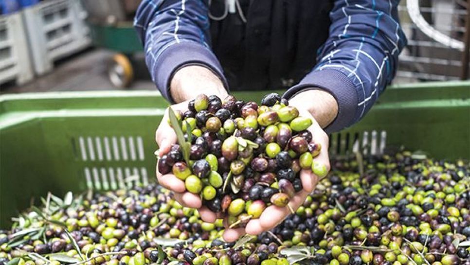 Oléiculture : Soutien financier à 16 projets innovants à Tizi-Ouzou, Bouira et Bejaia - Réveil d'algérie