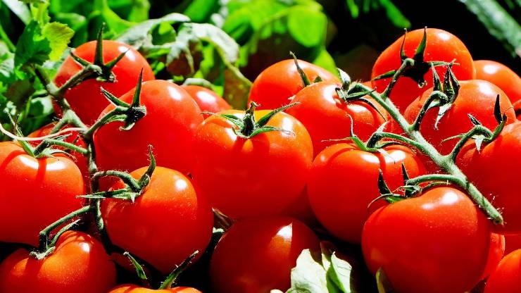 Salon national de la tomate. - Réveil d'algérie