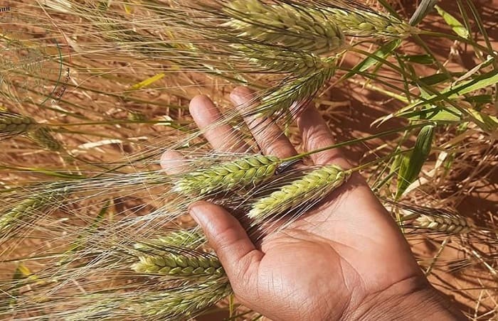 Agriculture. - Réveil d'algérie