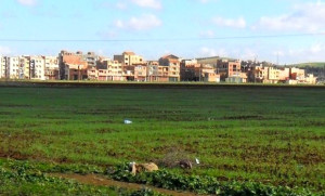 Terres agricoles inexploitées : Récupération de 60.000 hectares. - Réveil d'algérie