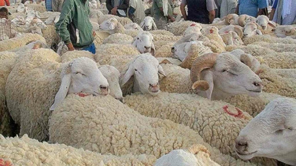 Aïd El-Adha. - Réveil d'algérie