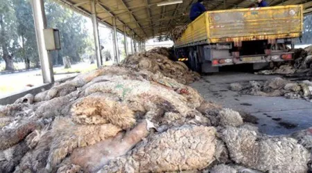 Collecte des peaux de moutons : Absence d’une vision économique. - Réveil d'algérie