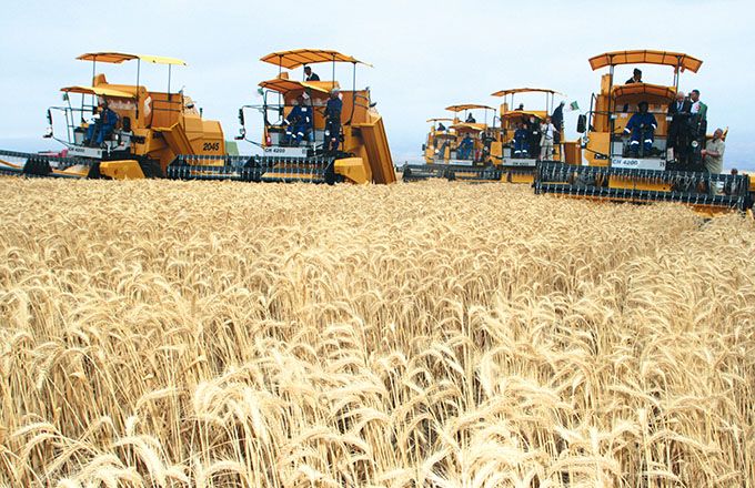 Développement de la céréaliculture dans le Sud : Des entreprises italiennes intéressées. - Réveil d'algérie