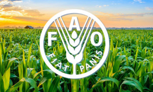 « FAO » : Baisse des prix agricoles et alimentaires au cours du mois de mai 2023. - Réveil d'algérie