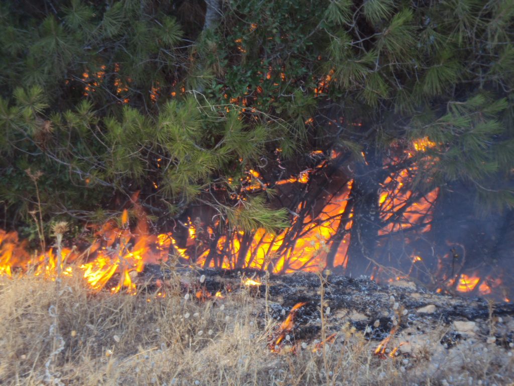 28 ha de massif forestier calcinés à Sidi-Bel-Abbès. - Réveil d'algérie