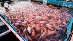 Une nouvelle ferme aquacole d’elevage du Tilapia rouge prochainement productive à Oran. - Réveil d'algérie