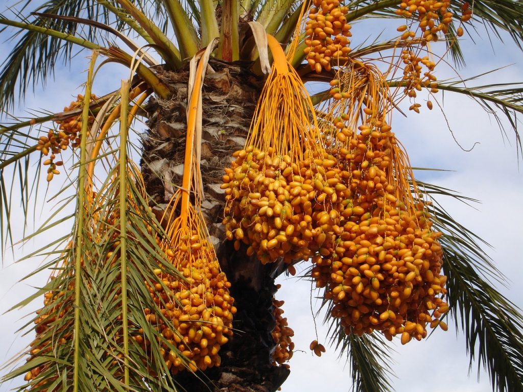 Vers le lancement de 3 programmes pour accroître la production des dattes et des olives. - Réveil d'algérie