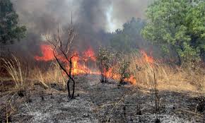 Les opérations d’extinction des feux de forêt se poursuivent dans le Centre et l’Est du pays. - Réveil d'algérie