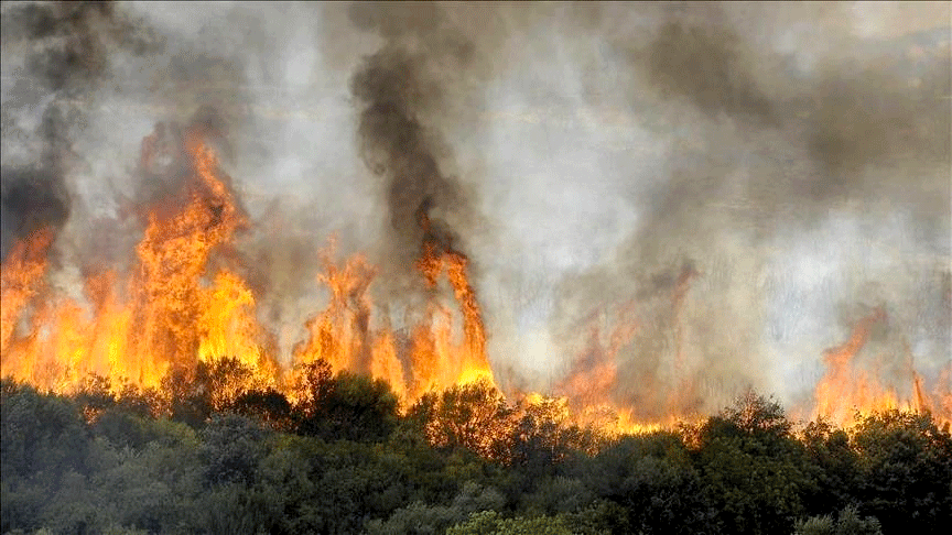 Plusieurs départs de feu à Tizi-Ouzou. - Réveil d'algérie