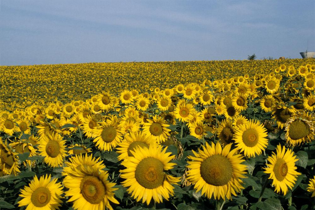 Succès de l’expérience de la culture du tournesol à Oran. - Réveil d'algérie