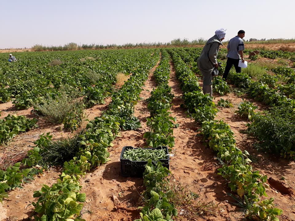 Investissements agricoles dans les wilayas du Sud : Ouverture d’un couloir vert - Réveil d'algérie