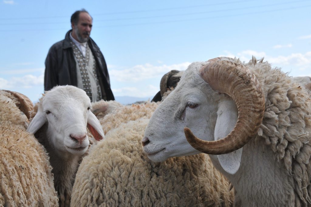 Fermeture des marchés à bestiaux pour prévenir la propagation de la fièvre aphteuse - Réveil d'algérie
