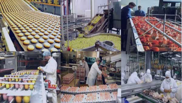 L’agro-industrie comme élément régulateur du marché - Réveil d'algérie