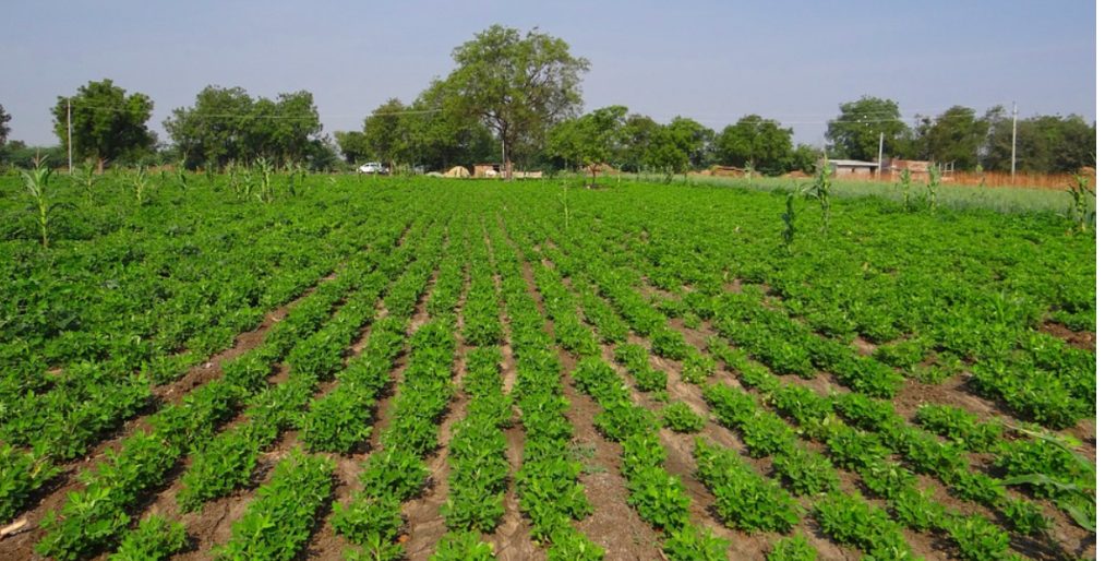 L’État prolonge la mise en conformité des terres agricoles jusqu’au 15 juin 2026 - Réveil d'algérie