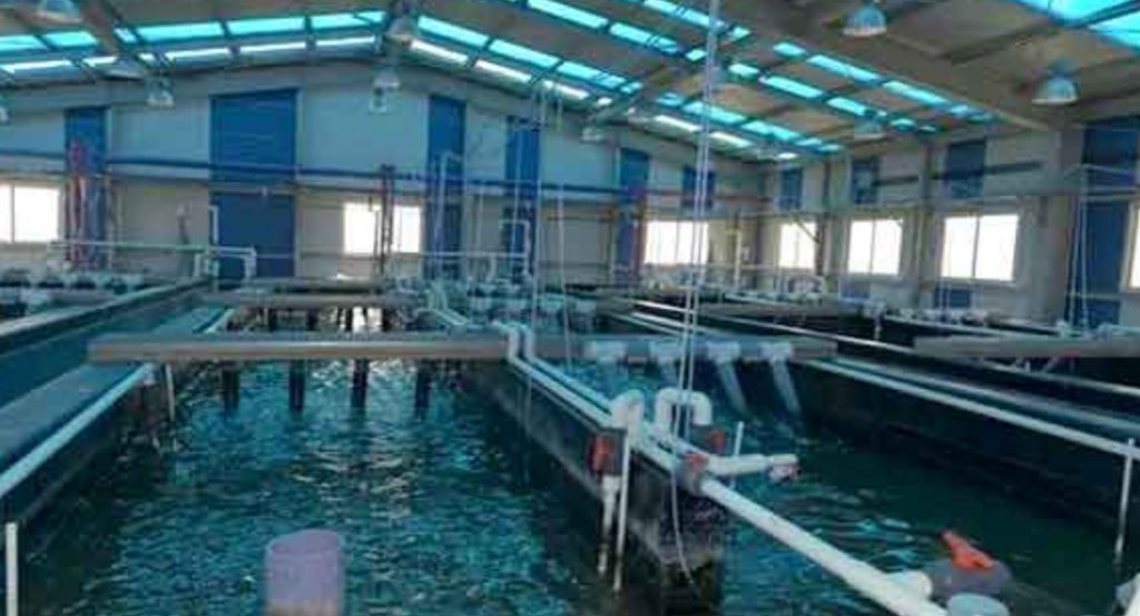Aquaculture : Une production halieutique en hausse à Aïn Témouchent - Réveil d'algérie