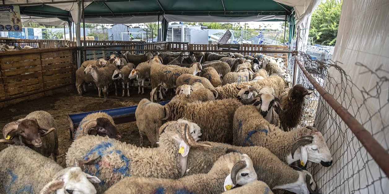 Aïd El Adha : 12 090 moutons importés d’Espagne arrivent à Chlef - Réveil d'algérie