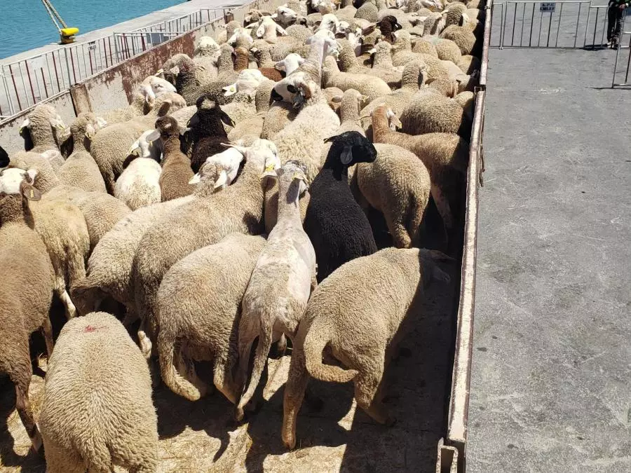 Importation de moutons : plus de 12.000 têtes réceptionnées au port de Ténès - Réveil d'algérie