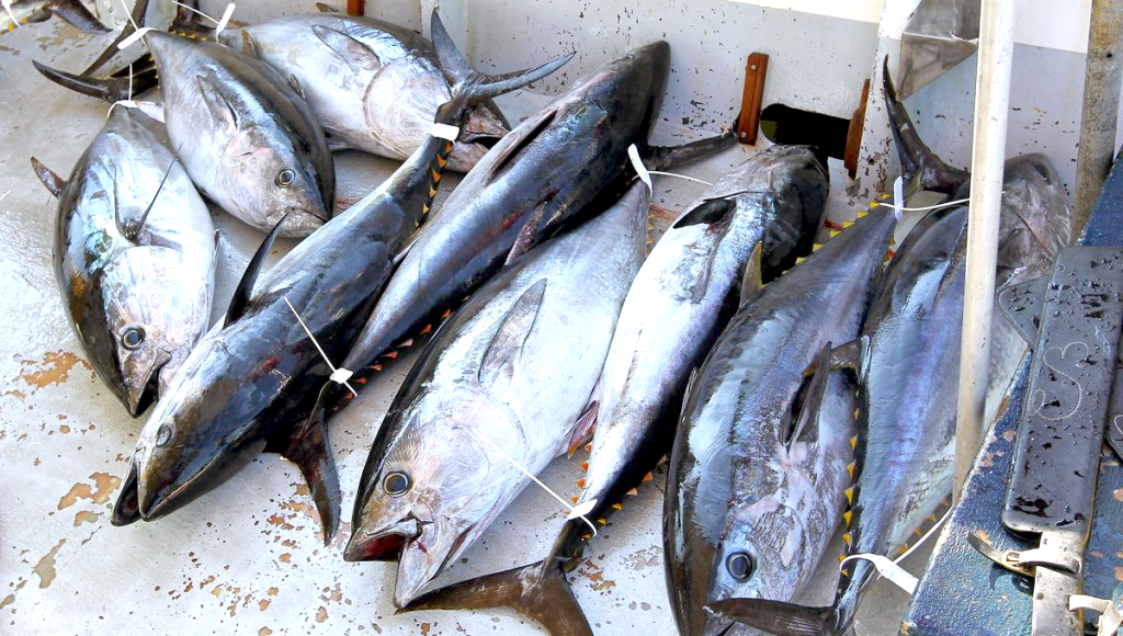 L’Algérie signe des licences de pêche dans les eaux mauritaniennes sur l’Atlantique - Réveil d'algérie