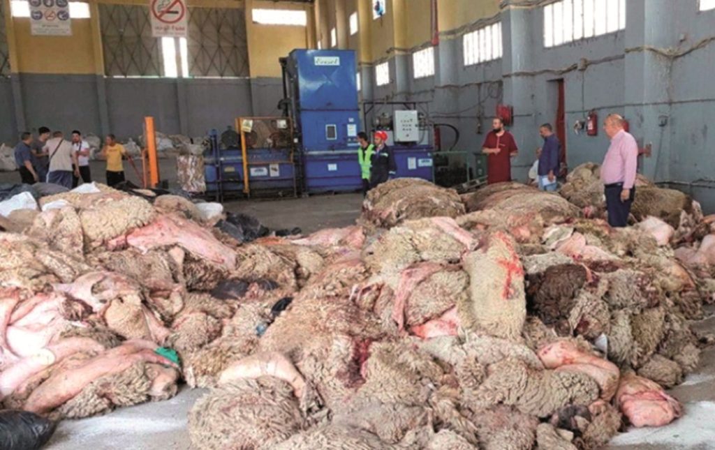 Collecte des peaux des moutons : une bonne initiative à maintenir - Réveil d'algérie