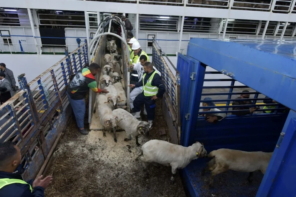 Édito⎮Quel effet de l’importation des moutons de Roumanie et d’Espagne ? - Réveil d'algérie