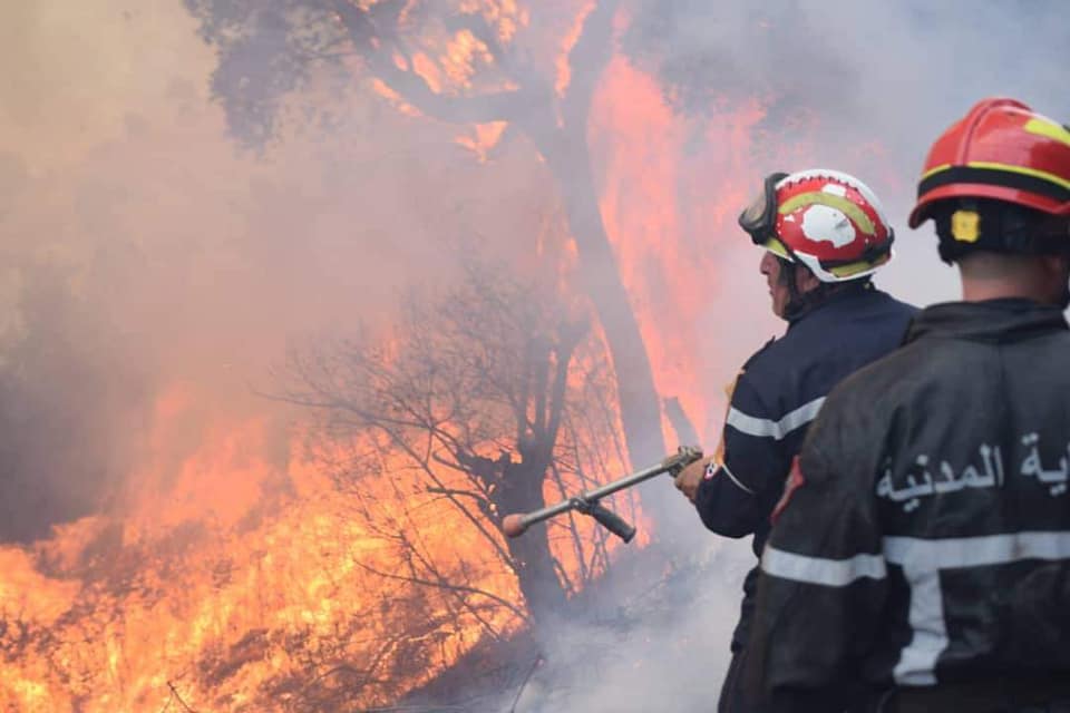 Feux de forêts : la protection civile maîtrise 26 incendies à travers le pays - Réveil d'algérie