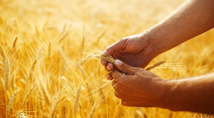 La sécurité alimentaire de l’Algérie est-elle vulnérable ? - Réveil d'algérie