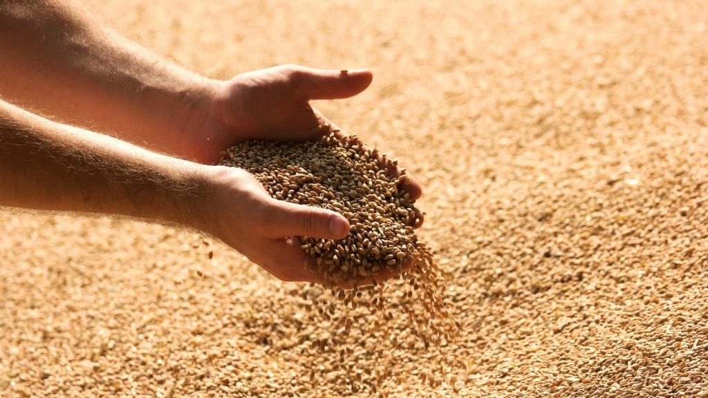 Import/Export : les prix des céréales repartent à la hausse selon l’IGC - Réveil d'algérie