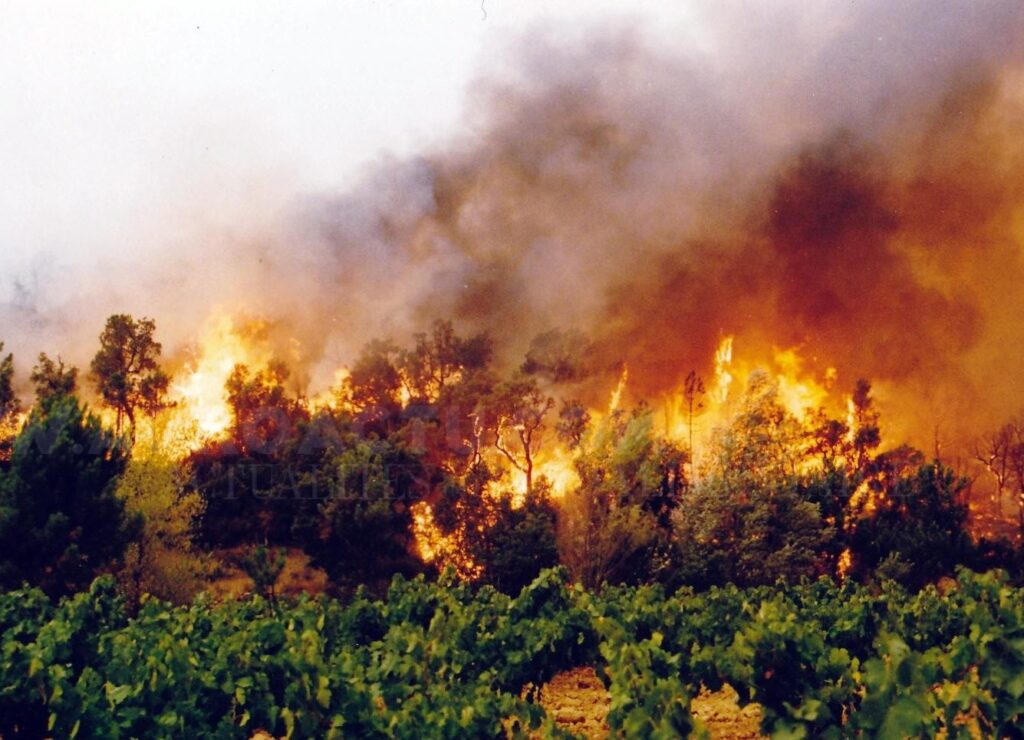 Protection civile : extinction quasi totale des feux de forêt - Réveil d'algérie